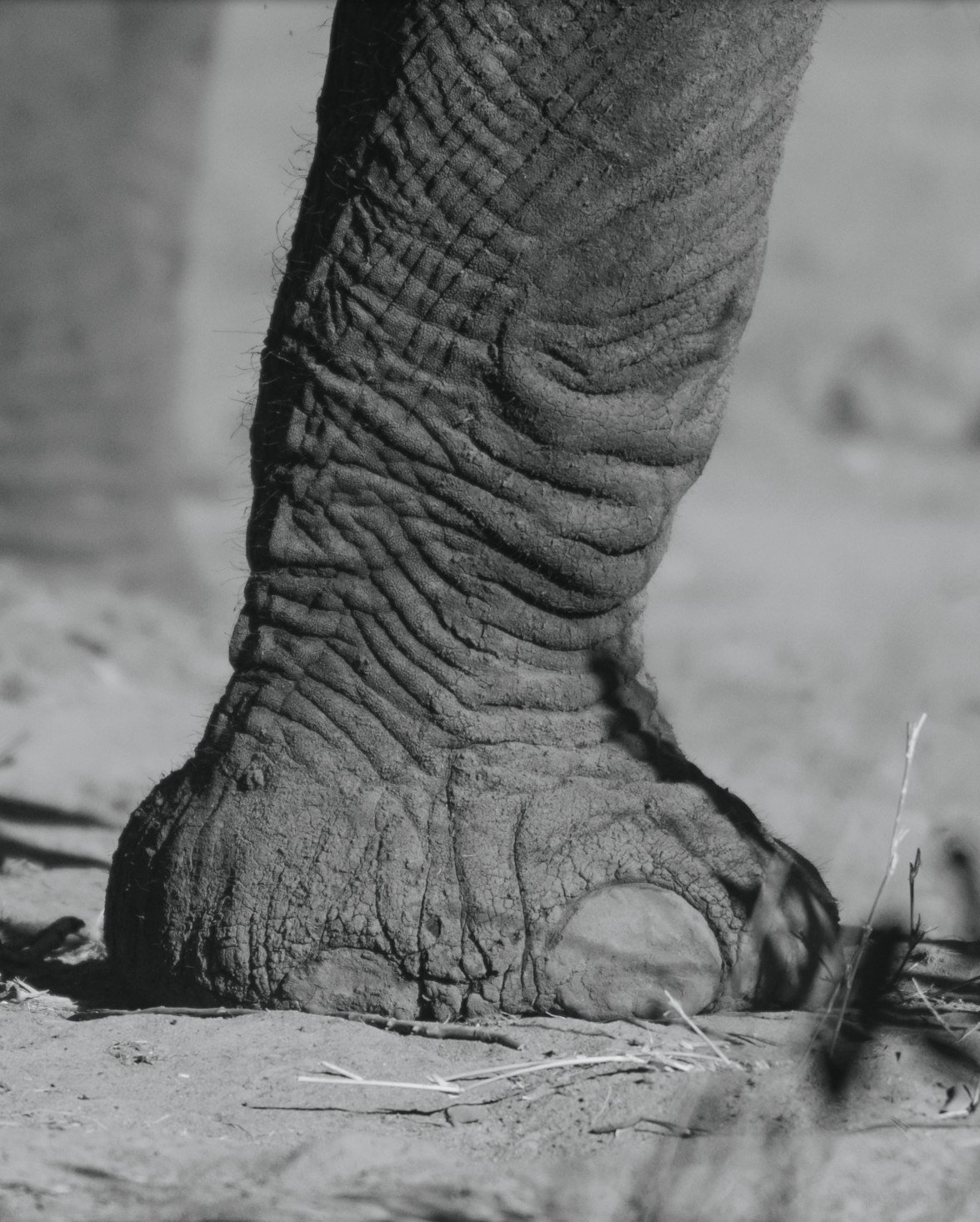 Pata de elefante