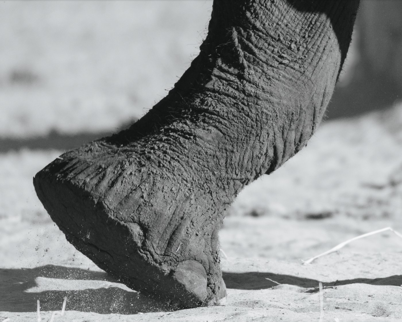Pata de elefante II